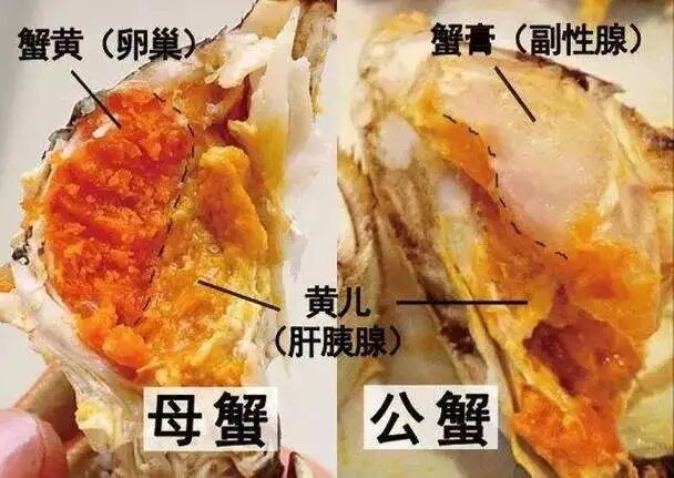 大闸蟹蟹黄和蟹膏是什么东西？